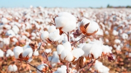رسیدن تولید پنبه ارگانیک به سقف جدید Organic cotton production reaches new highs