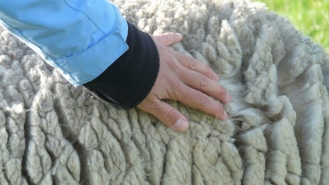 Textile Fibers – the building blocks of the textile industry