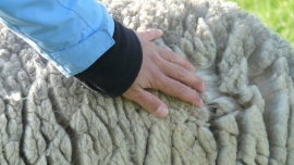 Textile Fibers – the building blocks of the textile industry