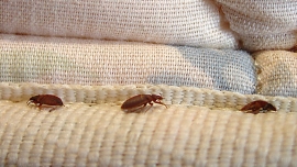 نحوه شستشوی لباس های قرار گرفته در معرض ساس ها  Wash Clothes Exposed To Bedbugs
