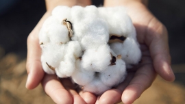 ظهور مجدد پنبه ارگانیک در روند مد  Reemergence of Organic cotton in fashion trends