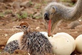 تولید سالیانه ۴۰ هزار قطعه جوجه شتر مرغ در استان همدان 