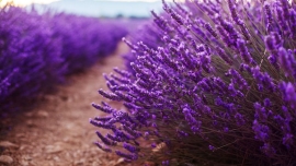 بازیافت منسوجات از اسطوخودوس Textiles by recycling lavender
