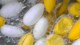 روند صمغ زدایی الیاف ابریشم Degumming Silk   